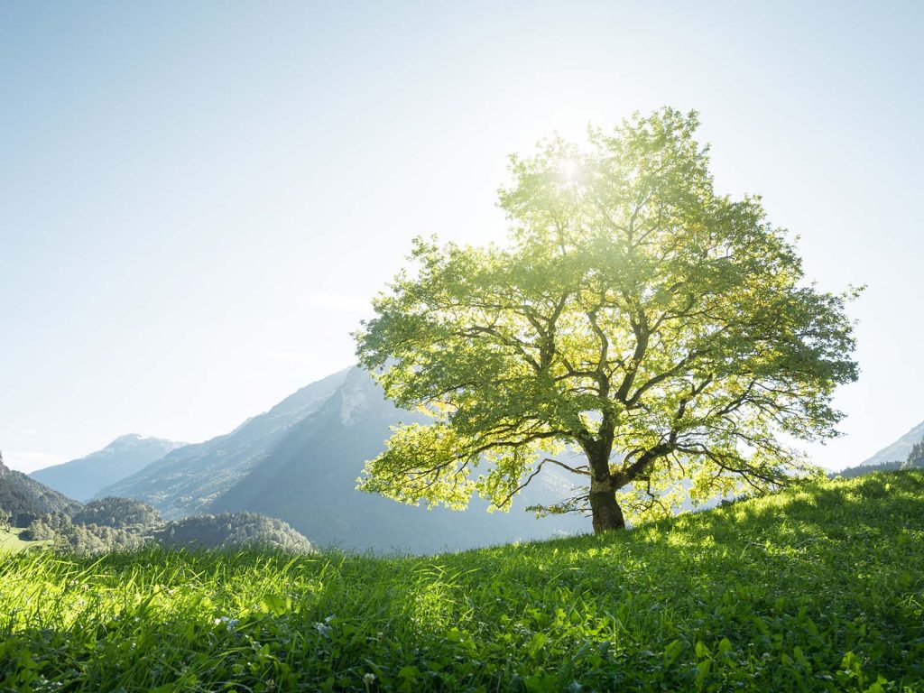 arbre santé